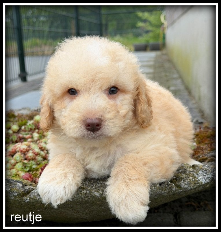 Bordoodle F1b pups. Bordoodle x Labradoodle, Dieren en Toebehoren, Nederland, Parvo, Overige rassen, 8 tot 15 weken