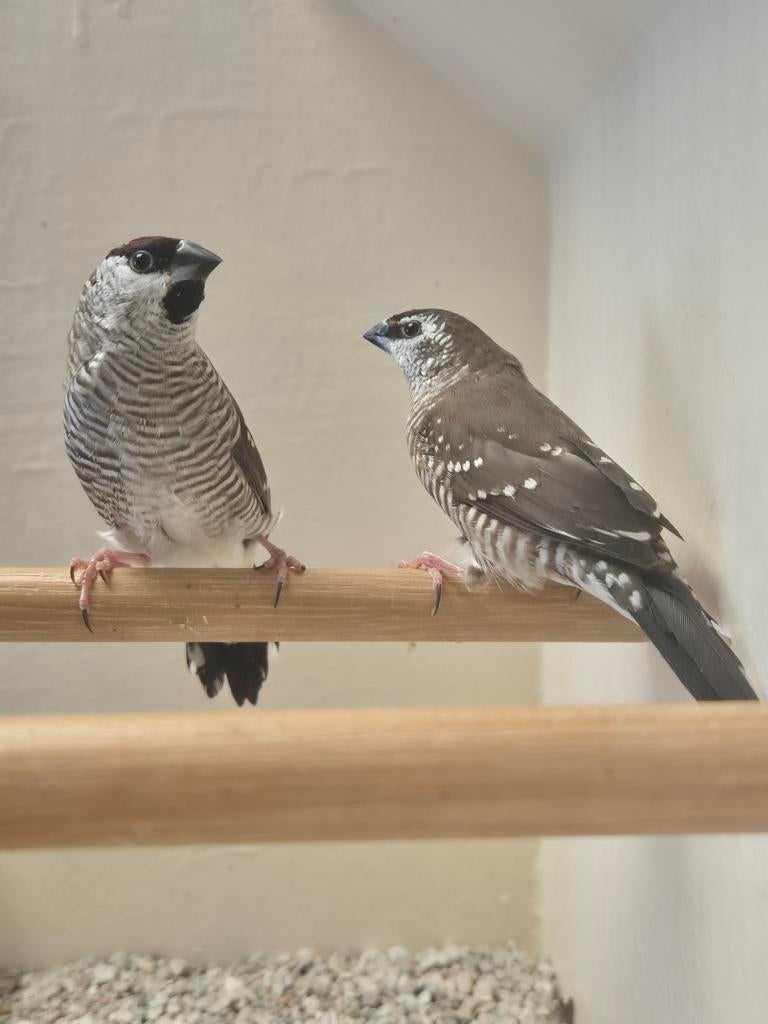 Koppels Ceres Amadine, Dieren en Toebehoren, Meerdere dieren