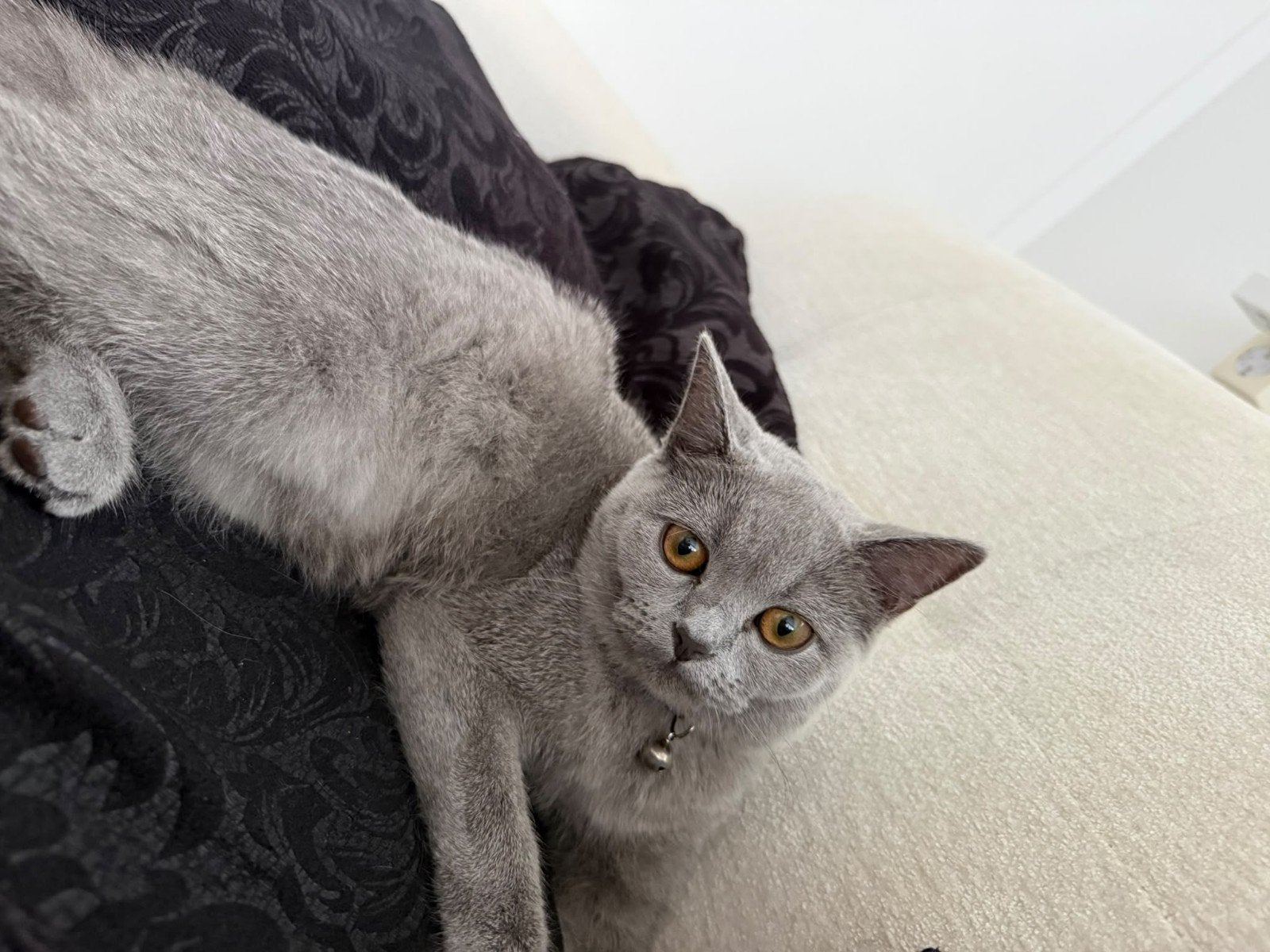 kittens, Dieren en Toebehoren, Poes