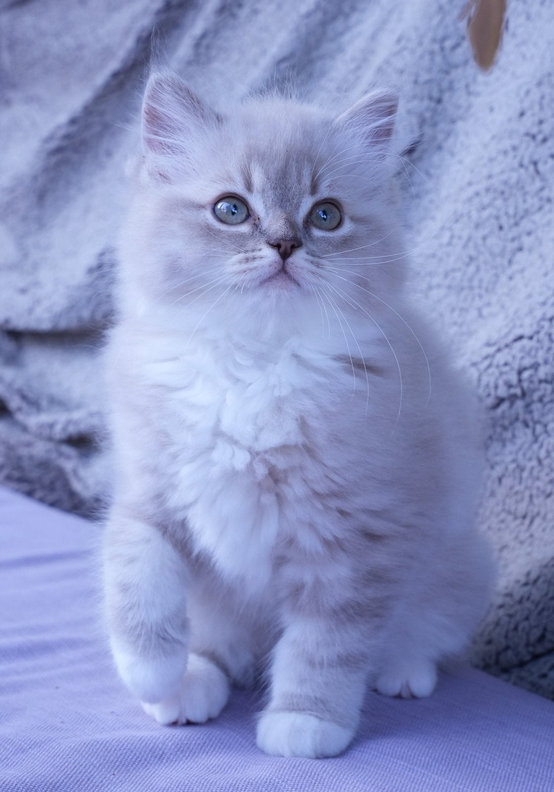 ragdoll poesje met stamboom, Meerdere dieren, Gechipt