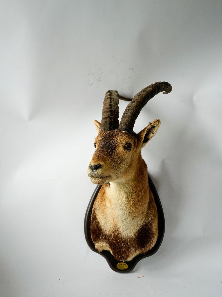 opgezette steenbok, Ophalen, Gebruikt, Wild dier, Opgezet dier