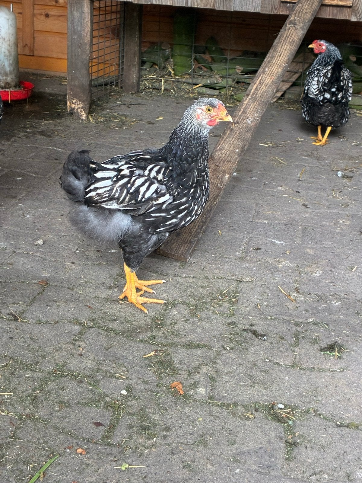 Wyandotte groot haan, Dieren en Toebehoren, Mannelijk, Kip