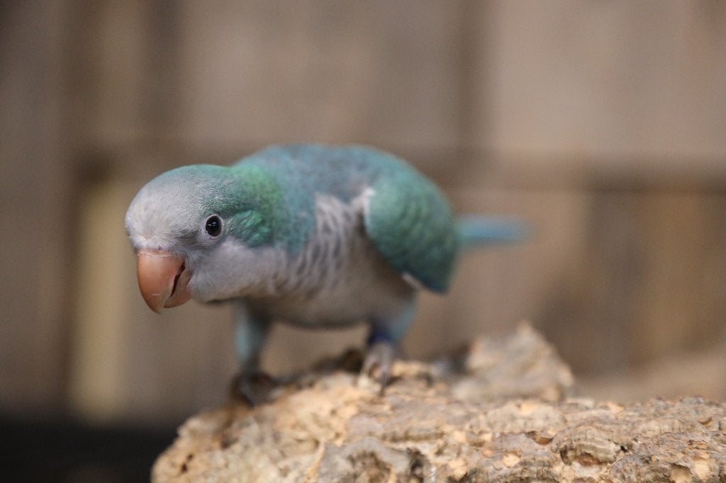 Jonge Baby Muisparkieten | Handtam | Div. Kleuren, Dieren en Toebehoren, Vogels | Parkieten en Papegaaien, Meerdere dieren, Parkiet