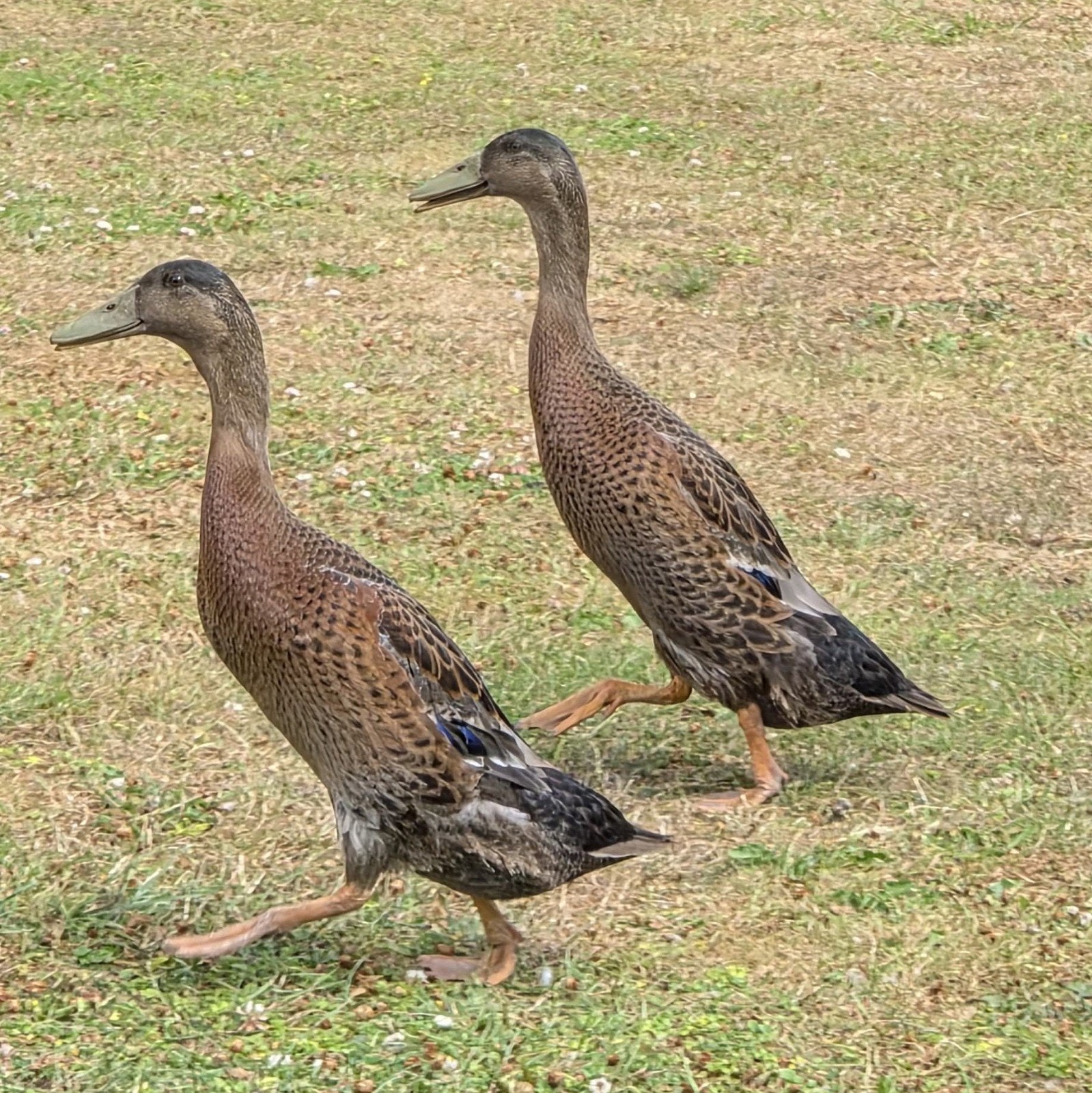Loopeenden wildkleur woerden en vrouwtjes, Dieren en Toebehoren, Pluimvee, Meerdere dieren, Eend