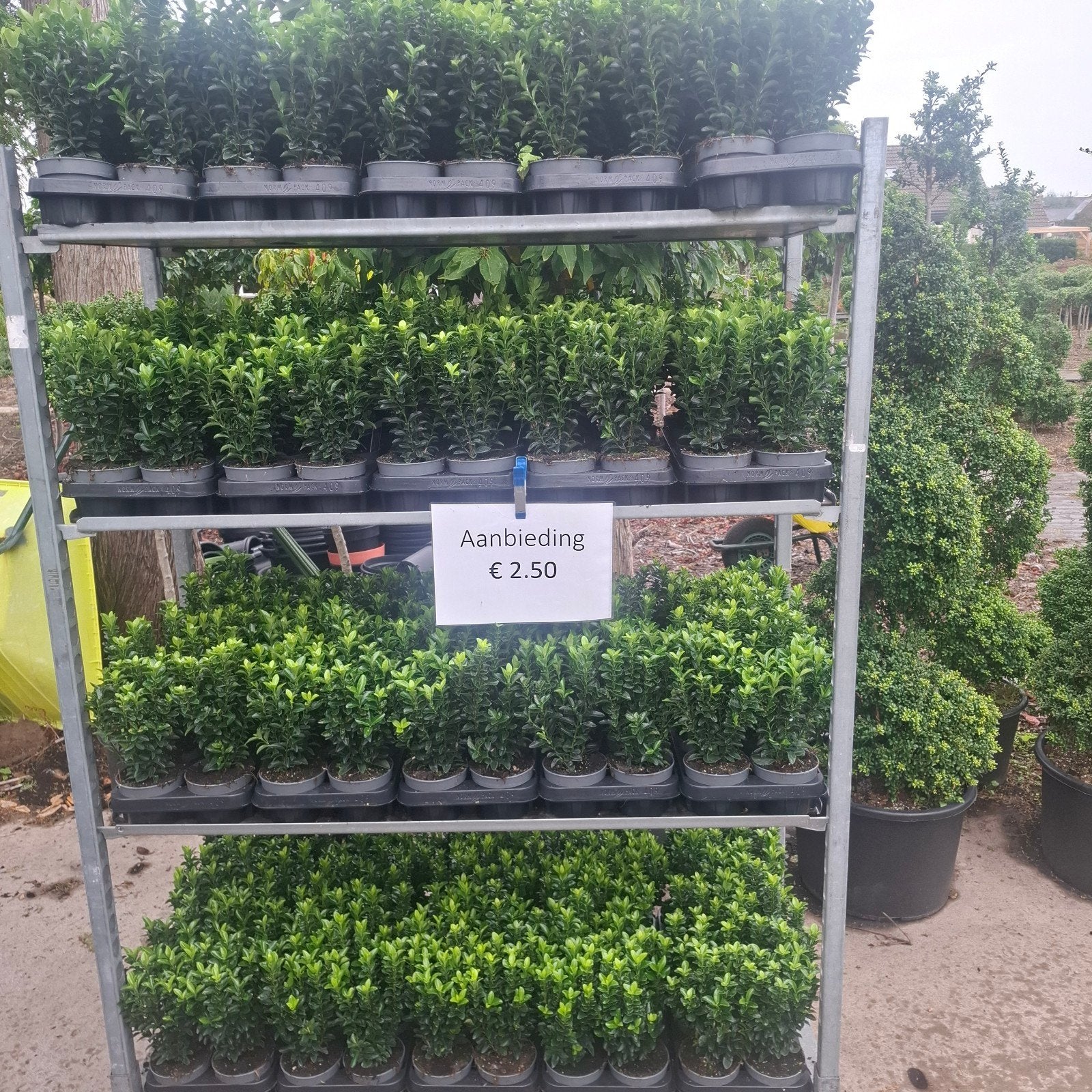 Foto 6 van Portugese Laurier 70-80 cm – Prunus lusitanica – €9,95 OP=OP