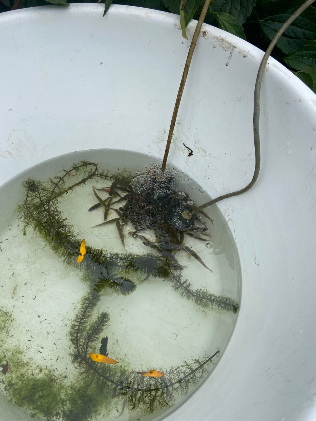 Vijvervissen, rainbowshiner, roodbuikelrits, goudelrits, Tuin en Terras, Vijvers, Ophalen