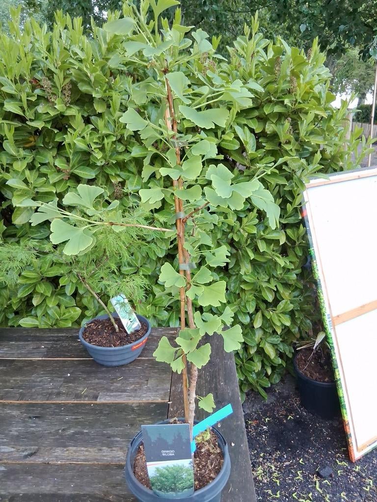 Ginkgo, Ophalen, Volle zon, Overige soorten, Minder dan 100 cm
