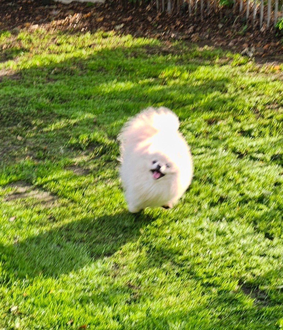Pommeranian reu, Dieren en Toebehoren, CDV (hondenziekte), Keeshond, Reu, 1 tot 2 jaar