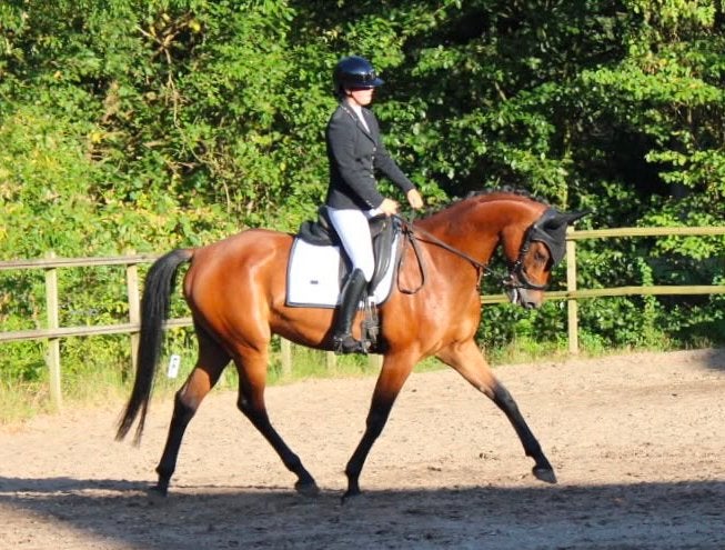 Talentvolle dressuur ruin L2!, Dieren en Toebehoren, Paarden, Met stamboom, Ruin, Dressuurpaard, 3 tot 6 jaar