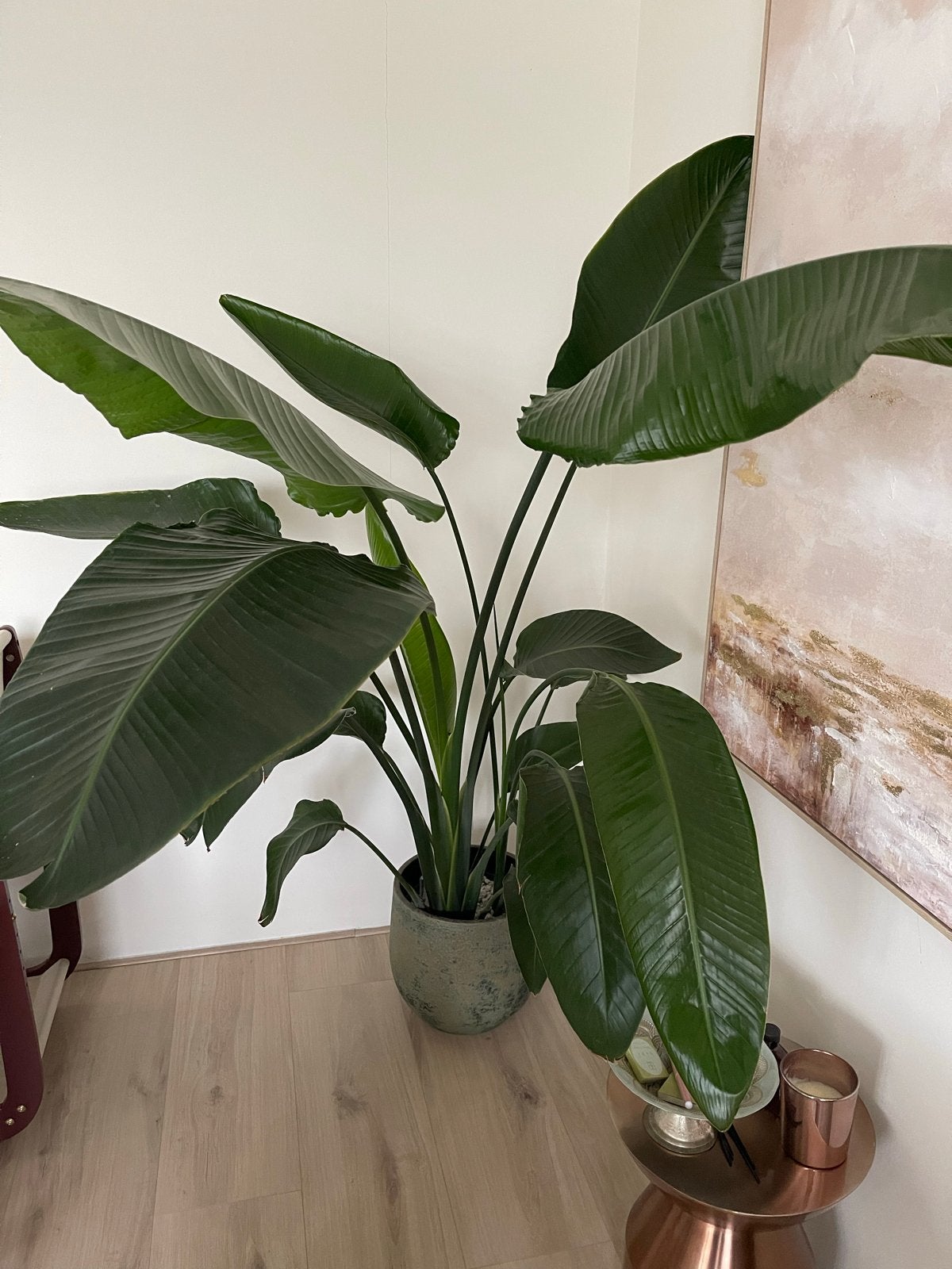 Grote Strelitzia Nicolai - Paradijsvogelplant, Huis en Inrichting, Ophalen, Overige soorten, Halfschaduw, In pot