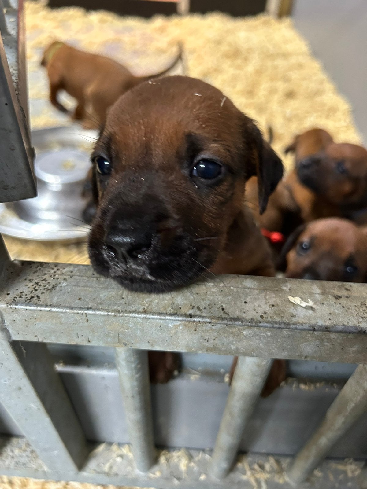 Prachtige Rhodesian Ridgeback pups met stamboom, Parvo, Overige rassen, 8 tot 15 weken, Meerdere
