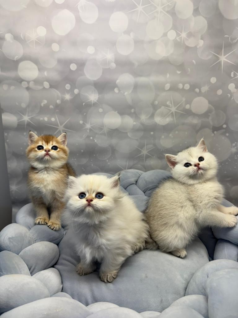 Britse korthaar kittens, silver shaded MET STAMBOOM, Meerdere dieren