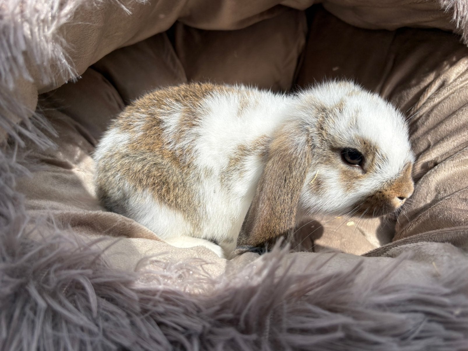 konijntjes te koop, Meerdere dieren, Dwerg, Hangoor, 0 tot 2 jaar