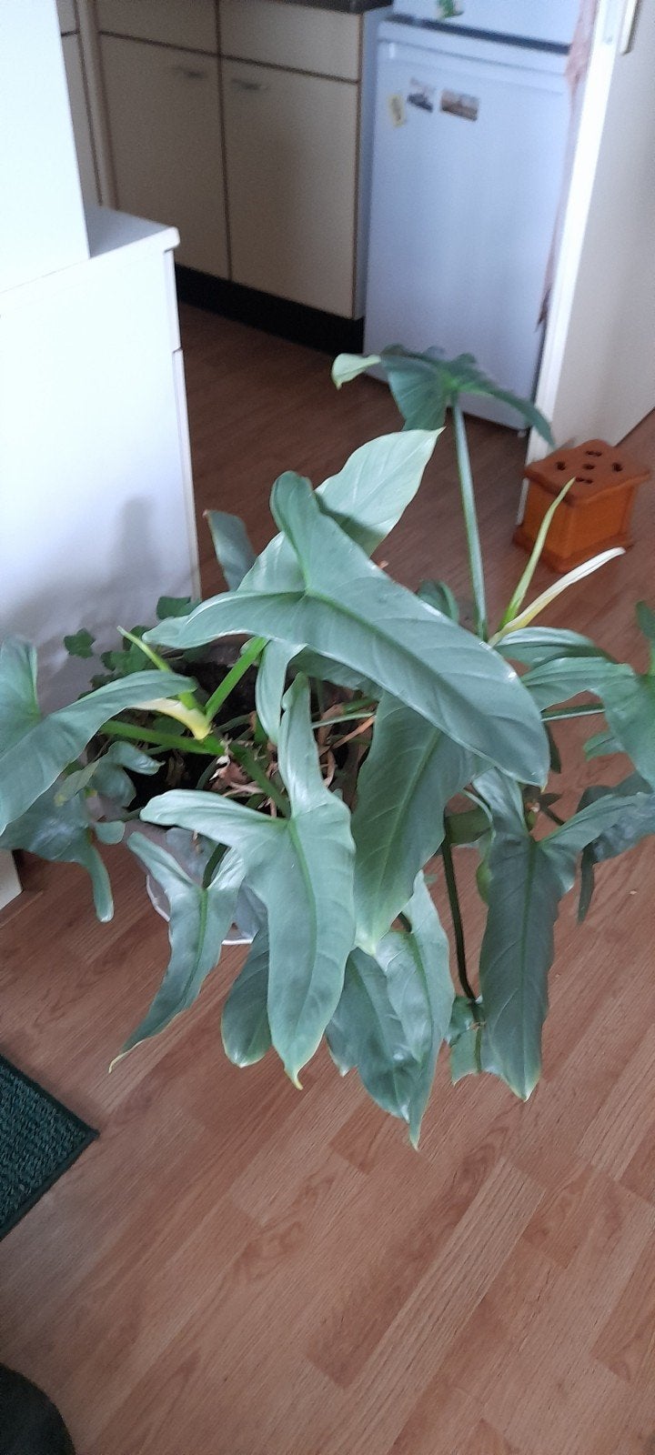 Grote gezonde groene plant in stenen bloempot, Ophalen, Overige soorten, In pot, Minder dan 100 cm