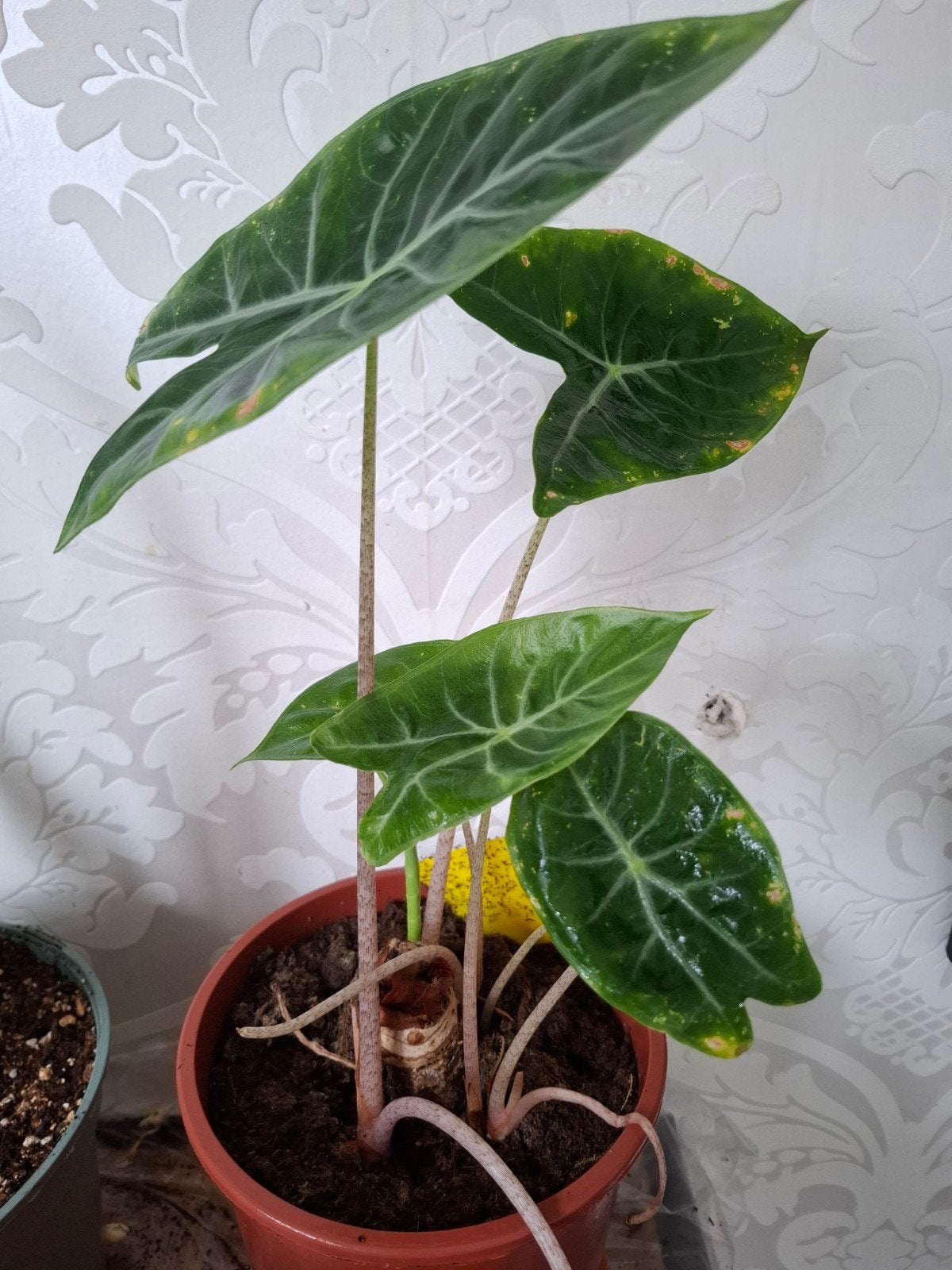 Alocasia longiloba plant in pot - Groene kamerplant, Huis en Inrichting, Ophalen, Gebruikt, Groen, Natuurlijk materiaal