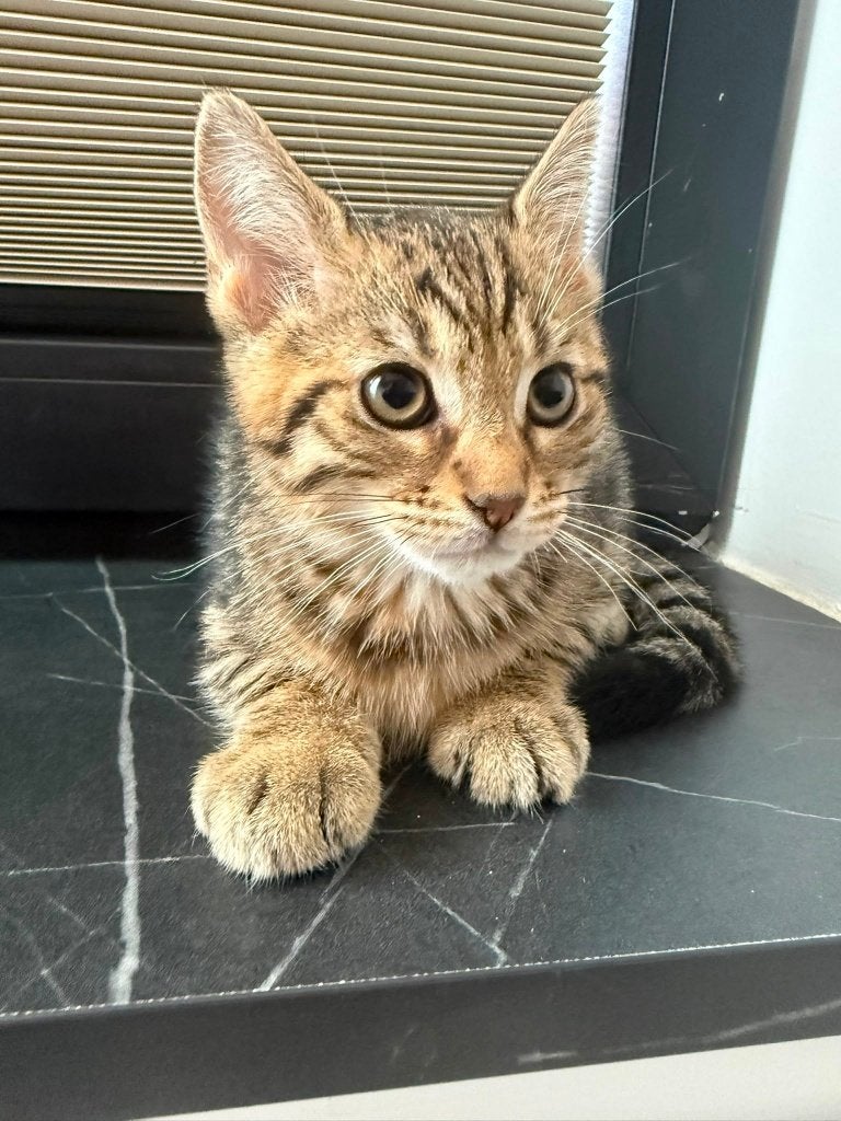 Drie lieve kittens én hun moeder zoeken een warm thuis!, Dieren en Toebehoren, Katten en Kittens | Overige Katten, Meerdere dieren