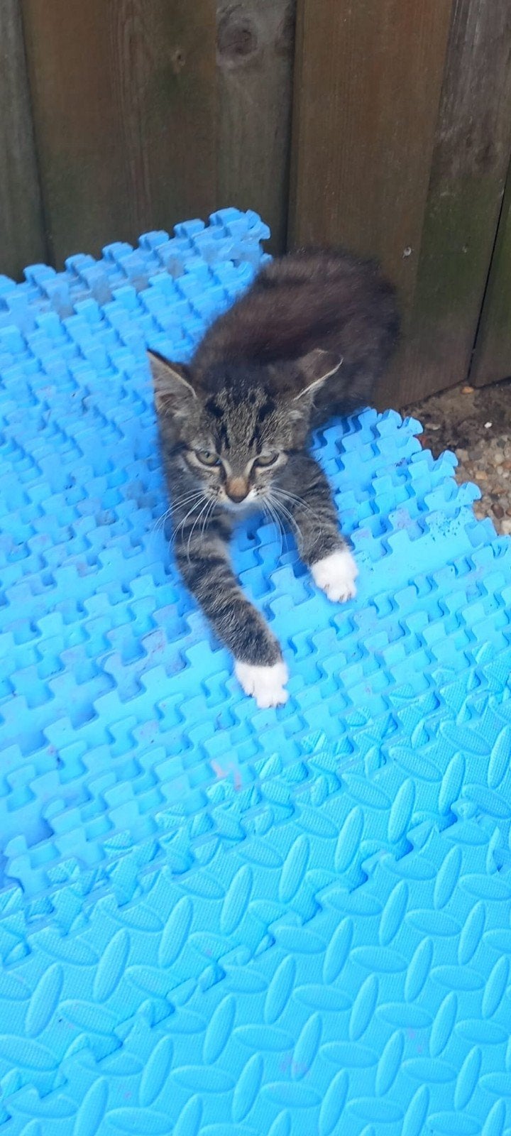 Lieve diverse katten, Dieren en Toebehoren, Meerdere dieren, Kortharig