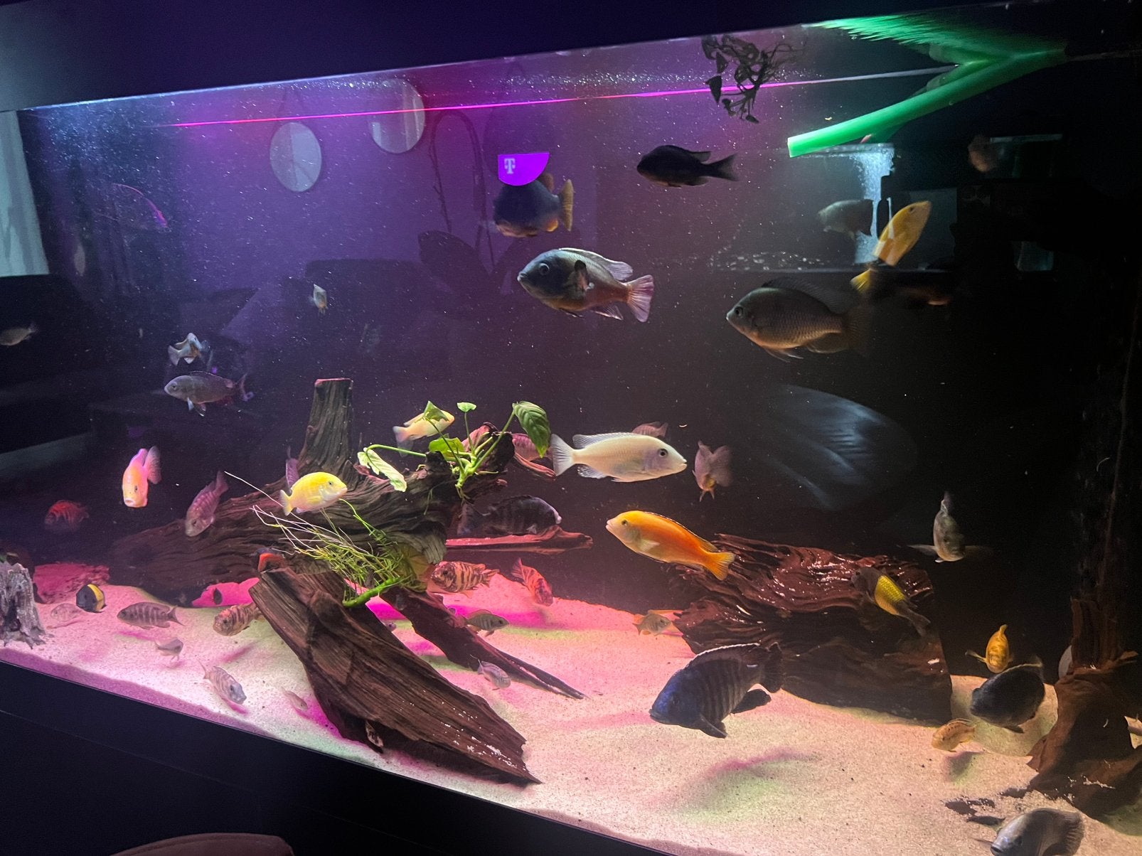 mooie Malawi-groep te koop, Ophalen, Zo goed als nieuw, Gevuld zoetwateraquarium