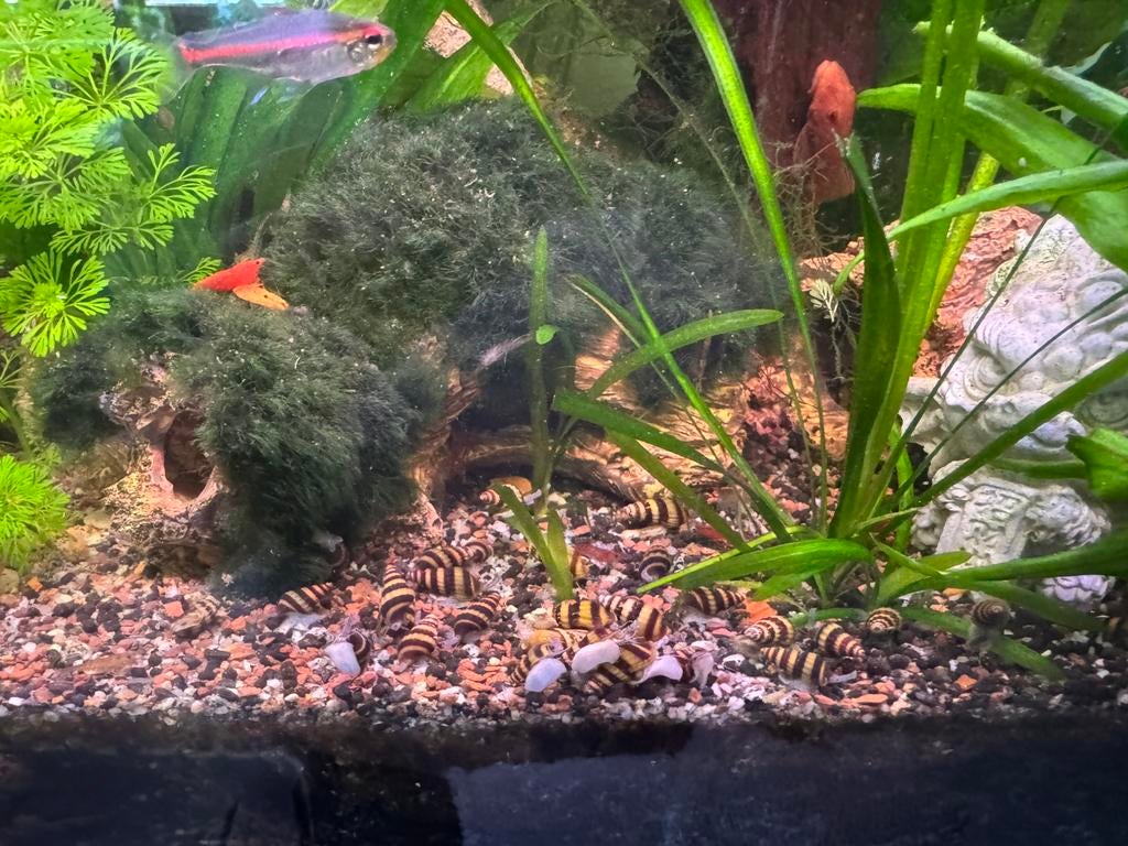 Helena slak, Dieren en Toebehoren, Vissen | Aquariumvissen, Slak of Weekdier