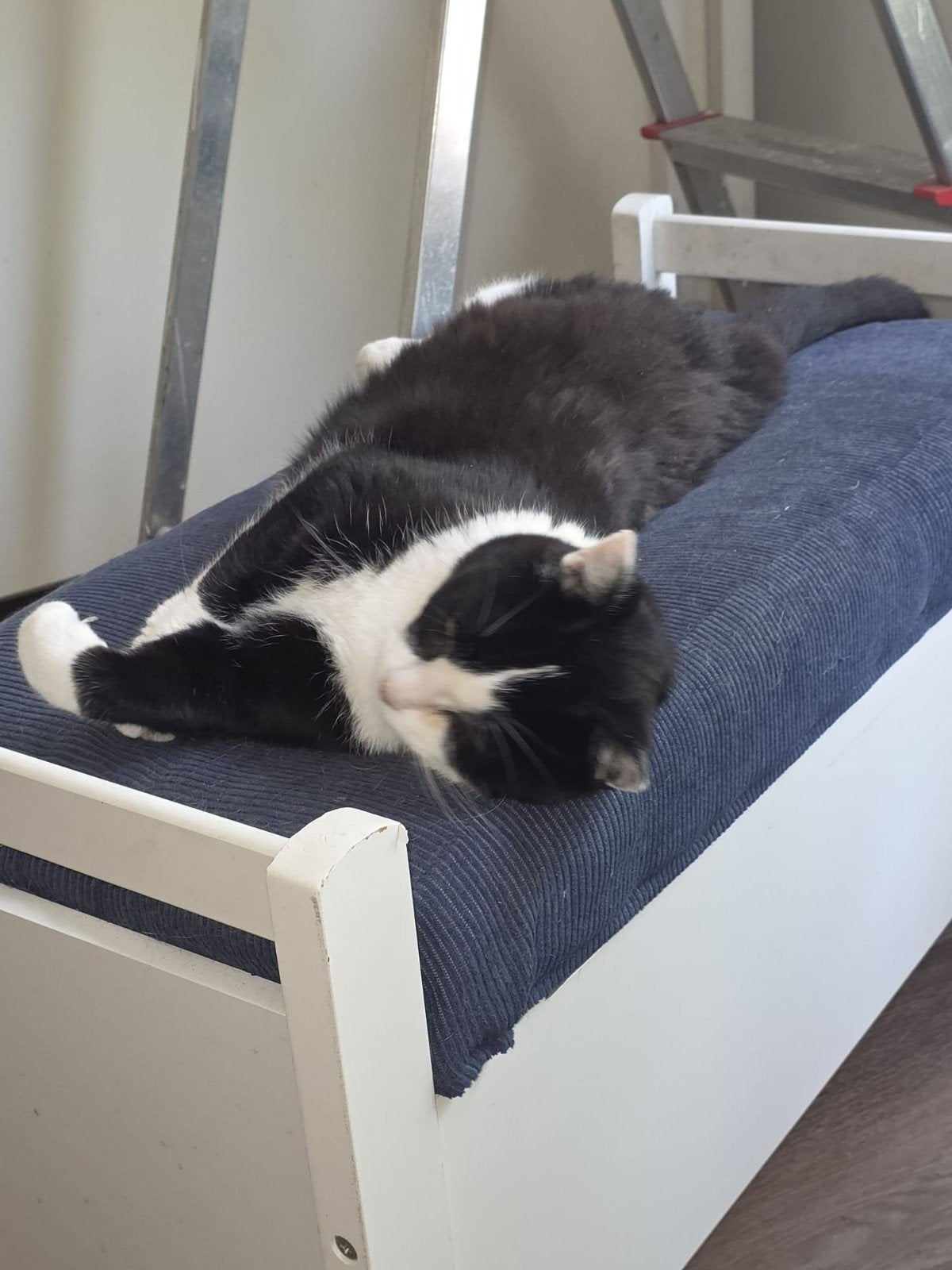 Een lieve kater en een lieve poes, Dieren en Toebehoren, Meerdere dieren