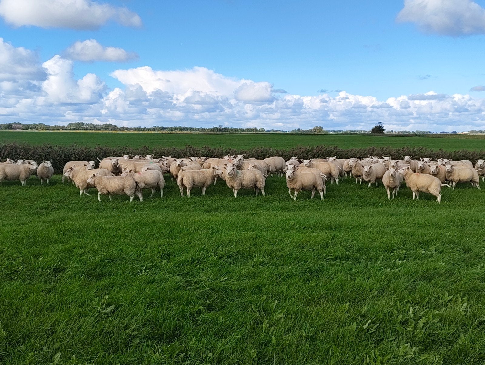 swiftex ooilammeren, Vrouwelijk, Schaap, 0 tot 2 jaar