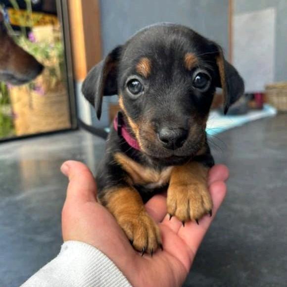 Jack Russel pups black and tan., Jack Russell Terriër, Meerdere, Meerdere dieren, Nederland
