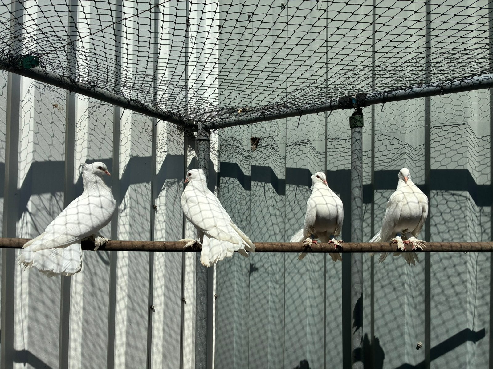 Koppel indiase pauwstaarten wit, Dieren en Toebehoren, Meerdere dieren