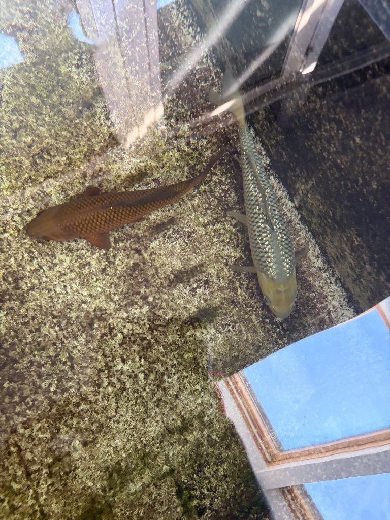 Koi, Karper of Koi