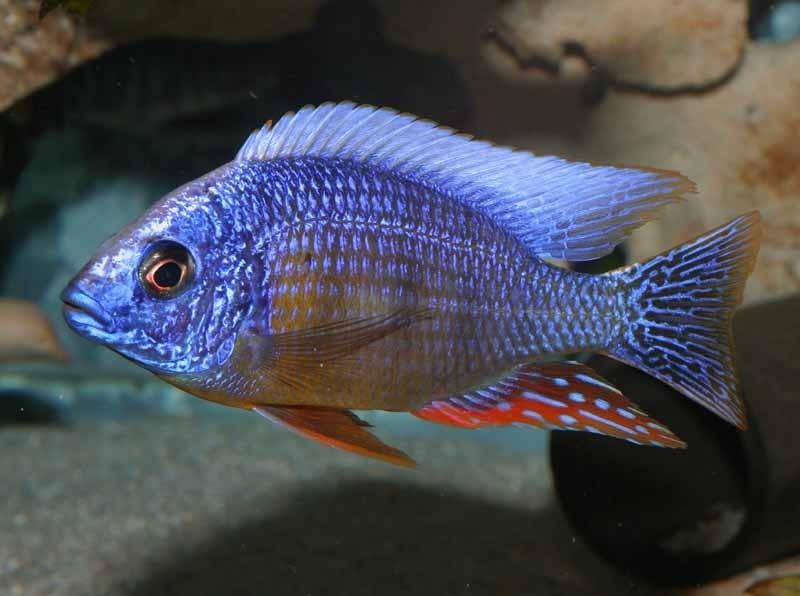 Malawi Cichliden: Protomelas fenestratus Taiwan Reef, Vis, Zoetwatervis