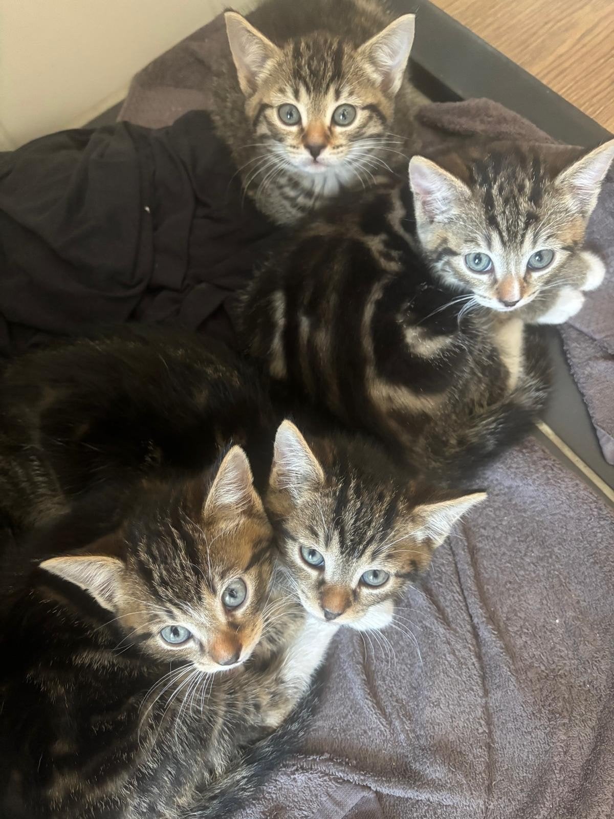 Kittens te koop - Katers, Kater