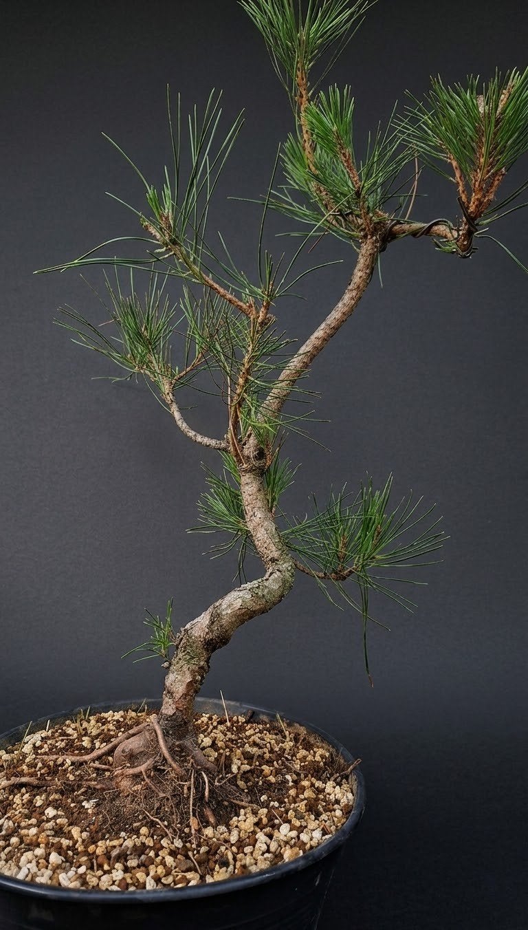 bonsai, Ophalen, Bloeit niet, Halfschaduw, Overige soorten