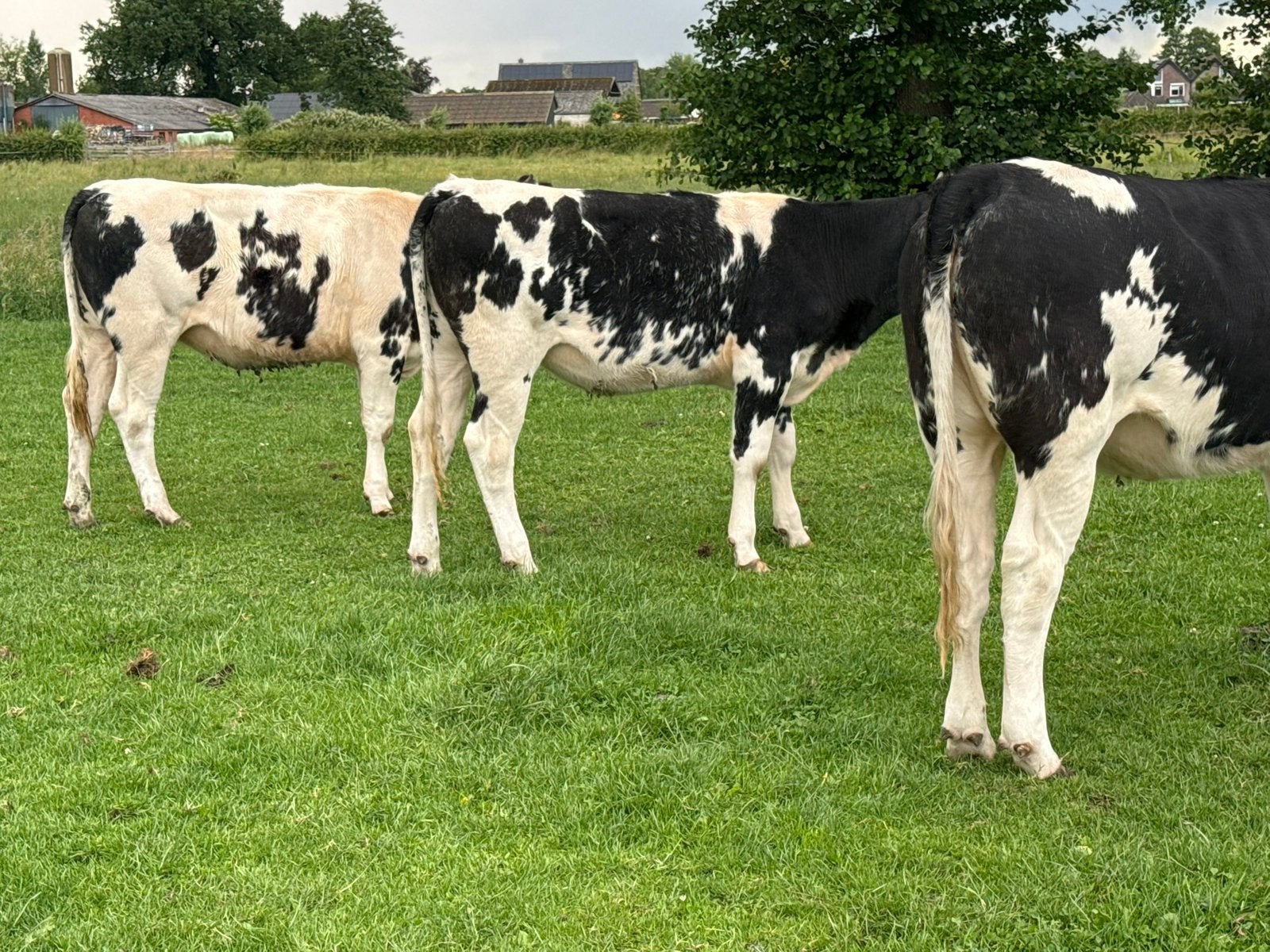 5 blauwe pinken te koop, Dieren en Toebehoren, Runderen, Vrouwelijk