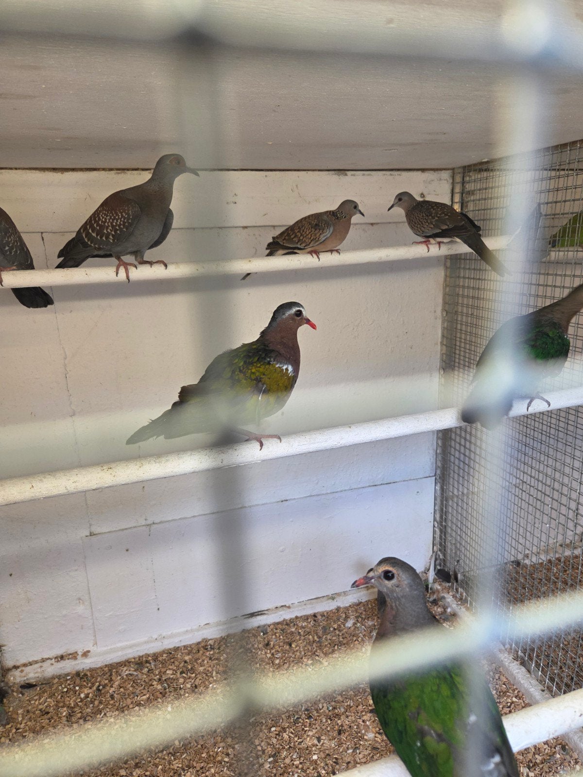 kleine parelhals tortels, Meerdere dieren, Overige soorten