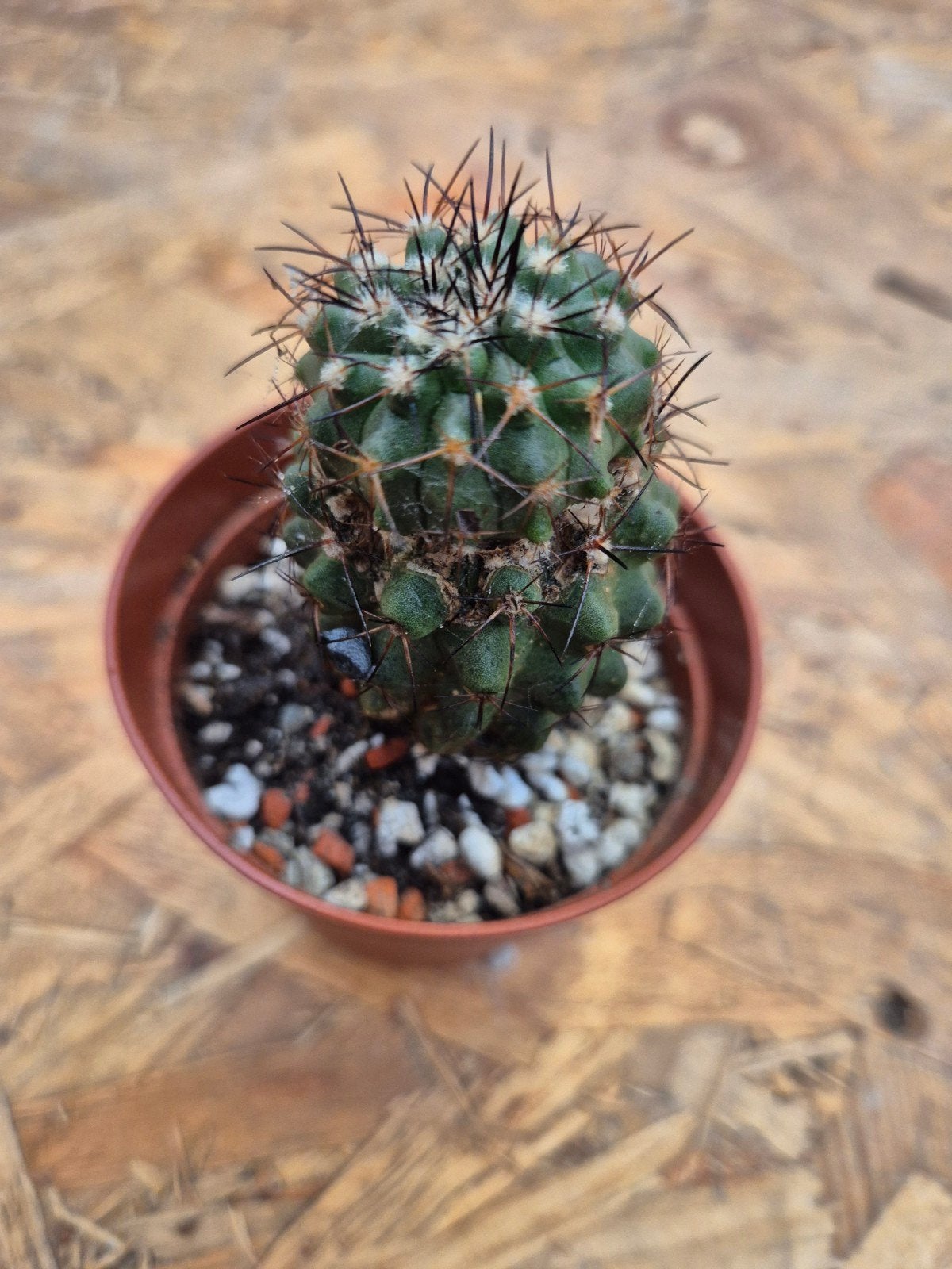 Cactus Copiapoa Desertorum p7, Ophalen of Verzenden, Cactus, Volle zon, Minder dan 100 cm