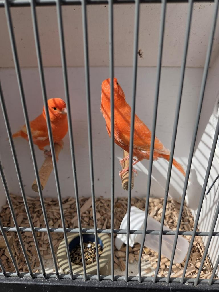 Koppel rode kanaries, Dieren en Toebehoren, Vogels | Kanaries, Meerdere dieren, Kleurkanarie