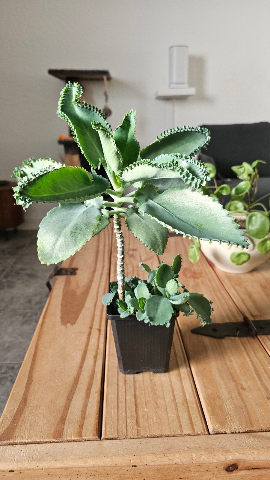 Mother of tousands,stekjes,je krijgt erbij mij 5., Huis en Inrichting, Kamerplanten, Verzenden, Halfschaduw, Minder dan 100 cm