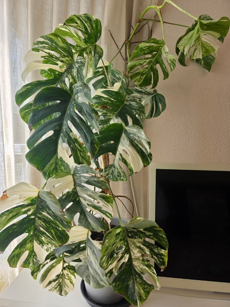 Monstera Albo Variegata, Huis en Inrichting, Kamerplanten, Ophalen, Overige soorten, Halfschaduw, In pot