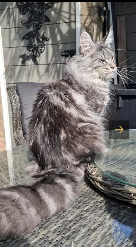 Maine coon black silver classic tabby dekkater, Dieren en Toebehoren, Katten en Kittens | Dekkaters