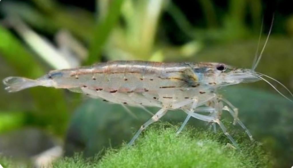 Neocaridina garnalen (wildkleur), Kreeft, Krab of Garnaal, Zoetwatervis, Schoolvis