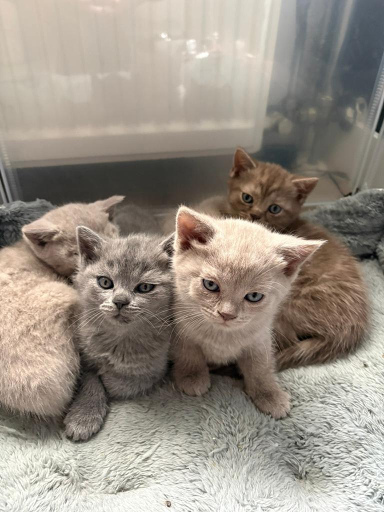 Britse korthaar x blauwe rus kittens, Dieren en Toebehoren, Katten en Kittens | Raskatten | Korthaar, Meerdere dieren, 0 tot 2 jaar
