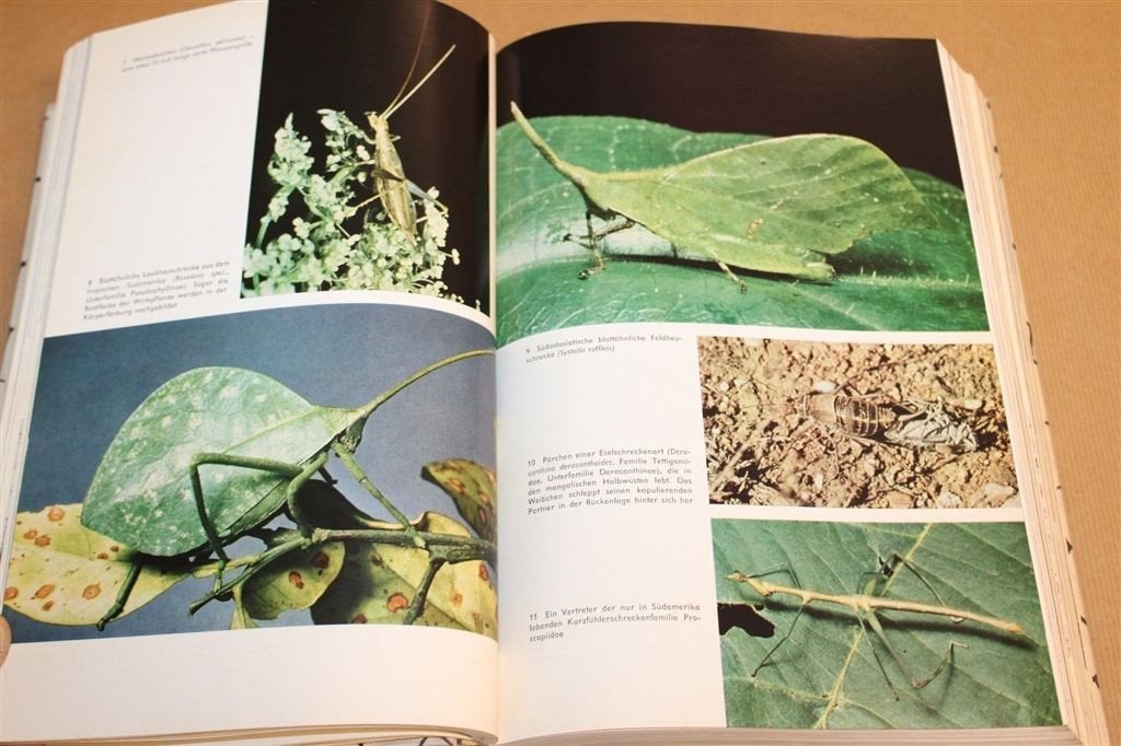 Vintage Boek Insekten 1968 — Dierenwereld — Naslagwerk [DE], Ophalen of Verzenden, Gelezen, Honden