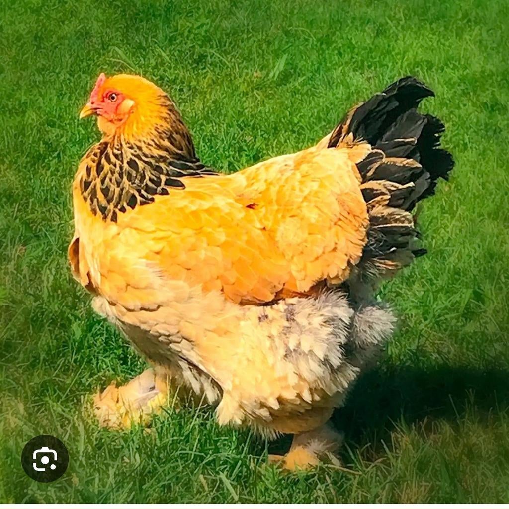 Brahma groot hennen gevraagd!, Vrouwelijk, Kip