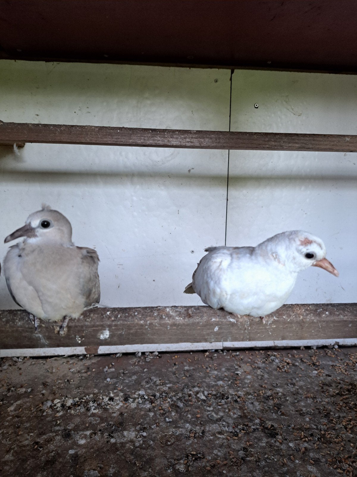 prachtige jonge tortelduiven..0, Dieren en Toebehoren