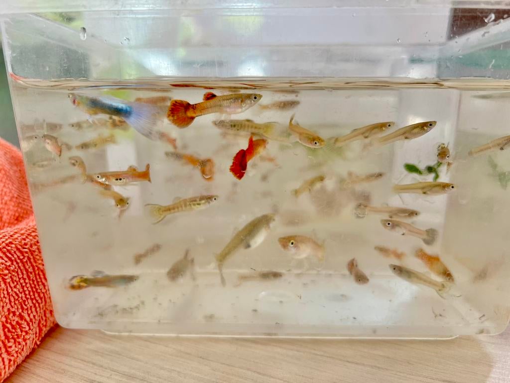 Kleurrijke Guppy’s te koop – Gezond & Actief!, Dieren en Toebehoren, Vissen | Aquariumvissen, Vis