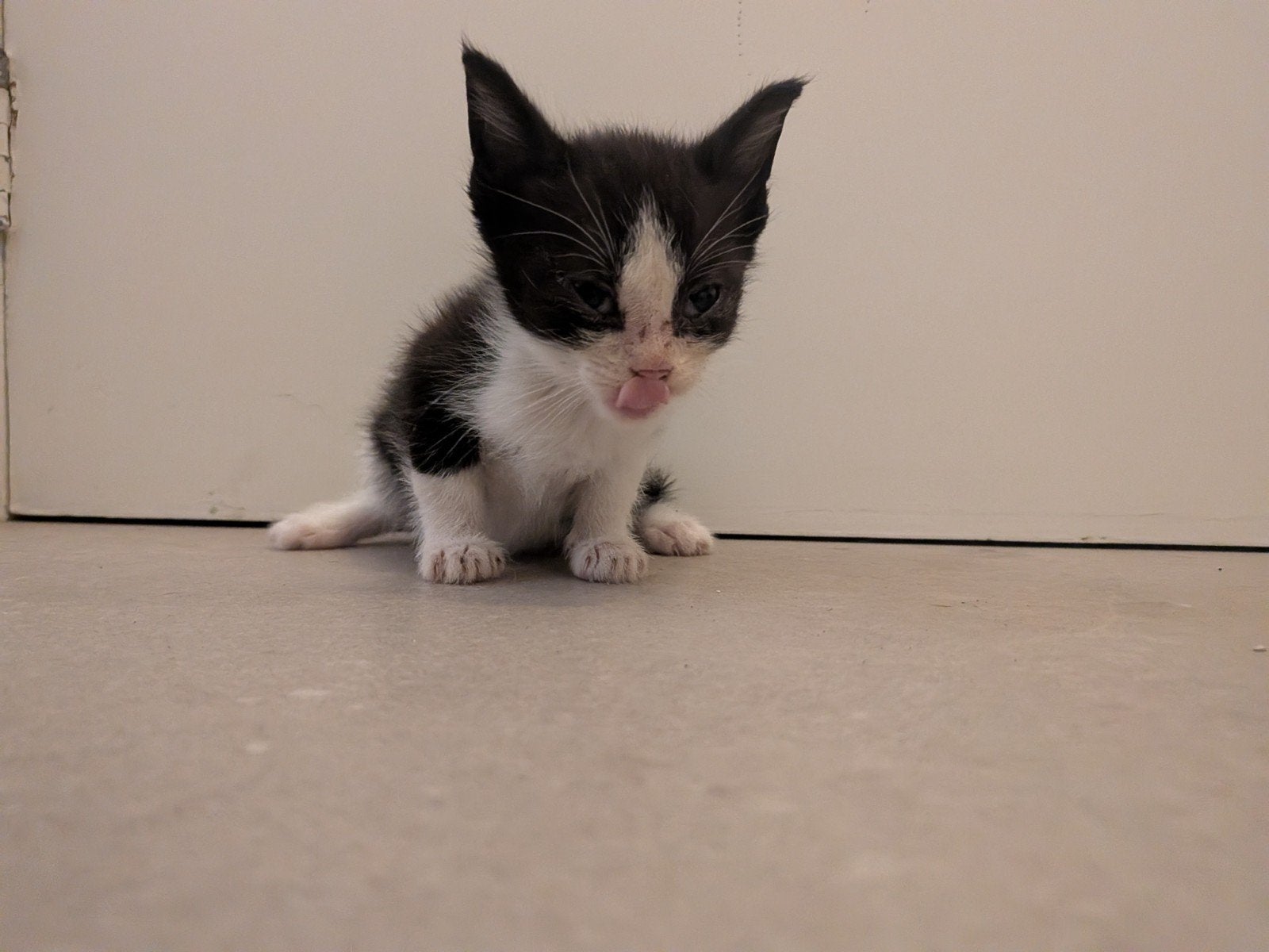 Boerderij Kittens, Meerdere dieren