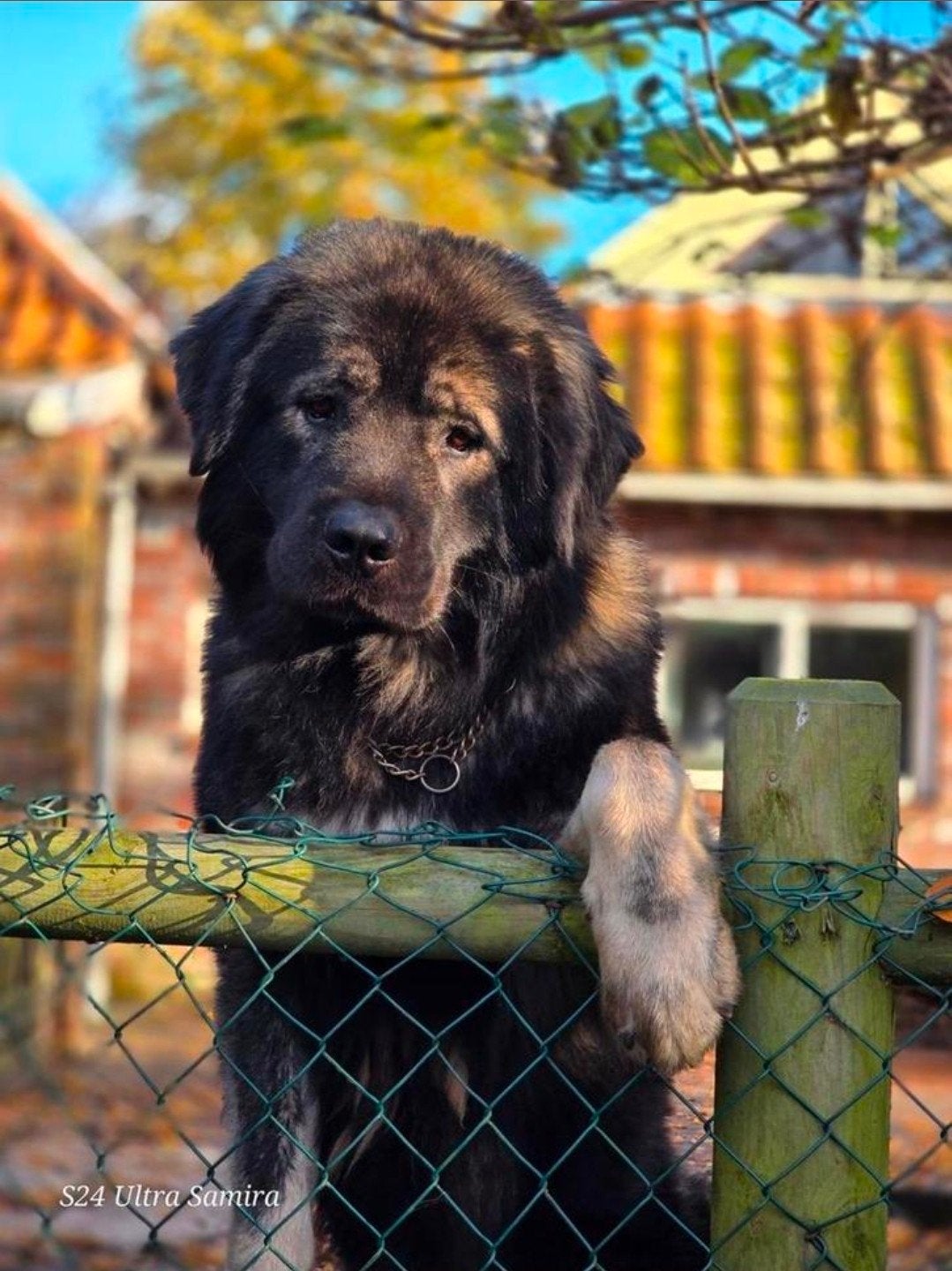 Kaukaas pups (goed lezen  ), Particulier, Overige rassen, 8 tot 15 weken, Buitenland