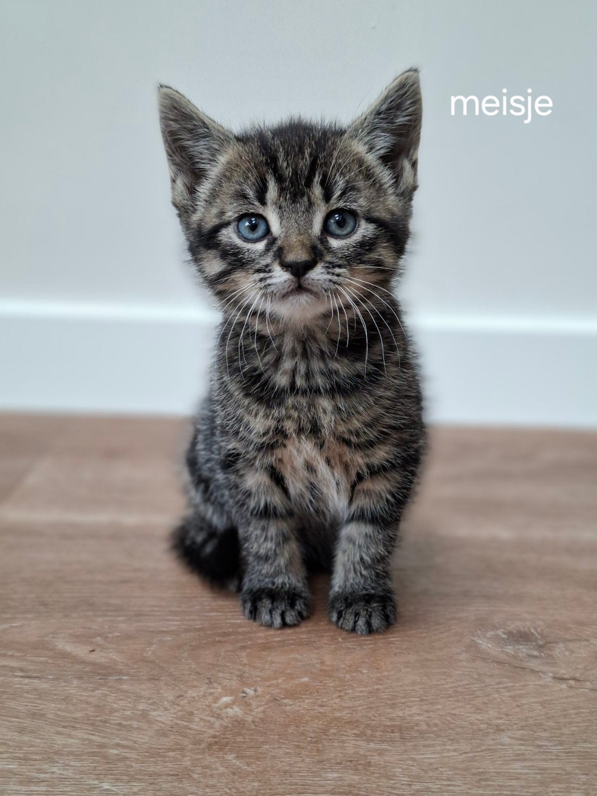 Echte boerderij kittens! 4 kittens. 3 katers 1 poes., Dieren en Toebehoren, Katten en Kittens | Raskatten | Korthaar, Meerdere dieren