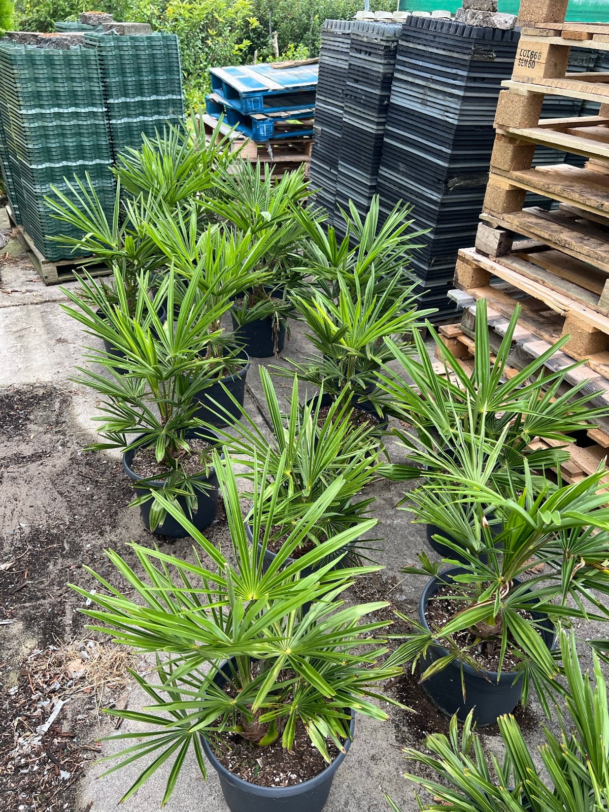 Trachycarpus Fortunei - Winterharde Palmboom, Overige soorten, Volle zon, Vaste plant, Ophalen of Verzenden