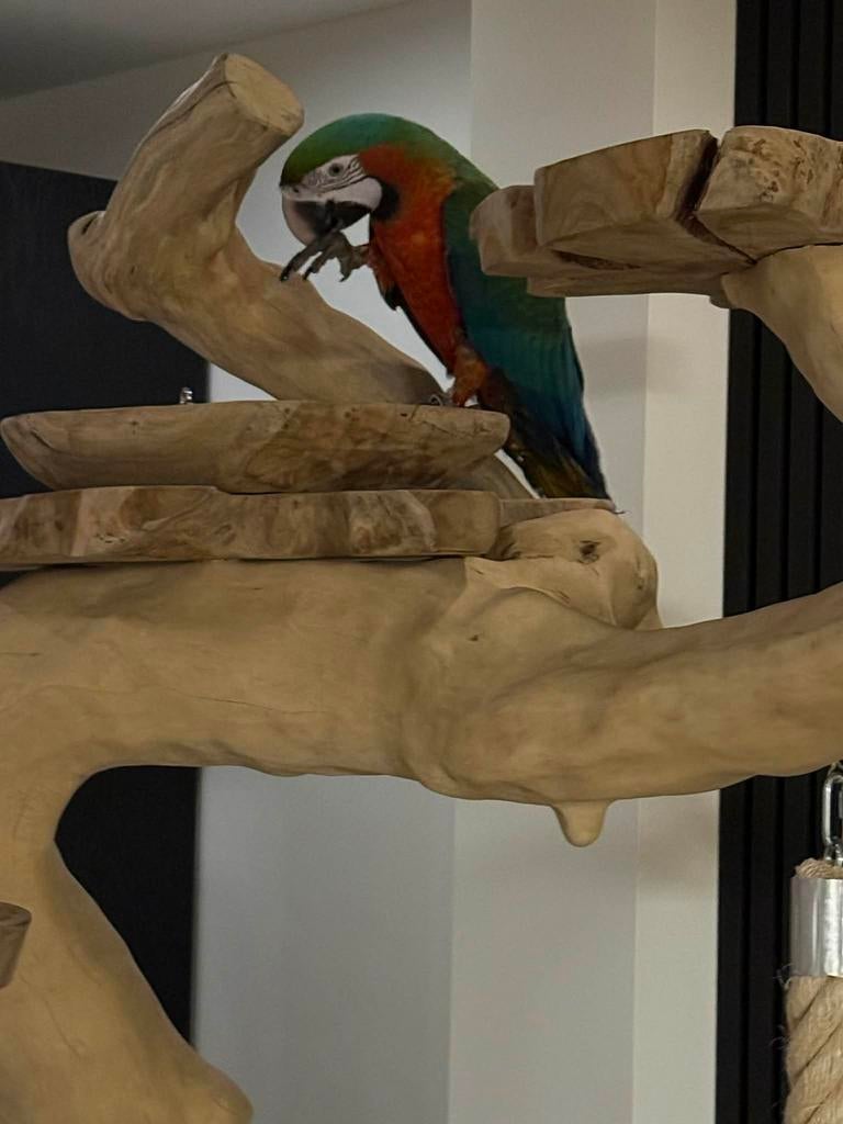 Kijk snel !!!Te koop zeer mooie en zeer tamme harlekijn, Dieren en Toebehoren, Vogels | Parkieten en Papegaaien, Vrouwelijk, Papegaai