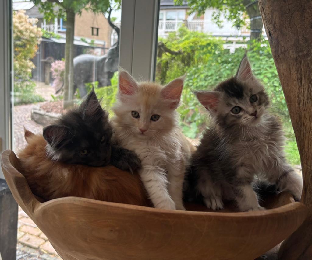 XXL Maine Coon Kittens Beschikbaar € 1450 met stamboom, Dieren en Toebehoren, Meerdere dieren, Met stamboom